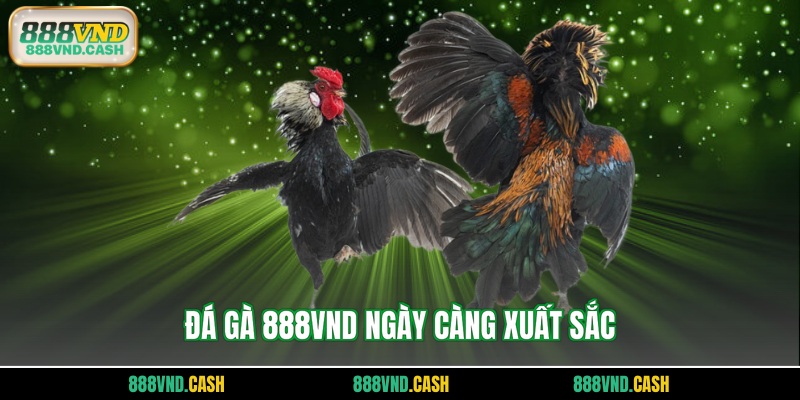 Đá gà 888vnd ngày càng xuất sắc