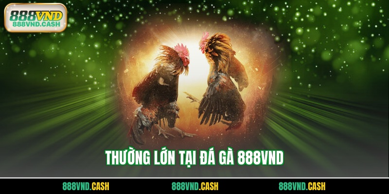 Thường lớn tại đá gà 888vnd